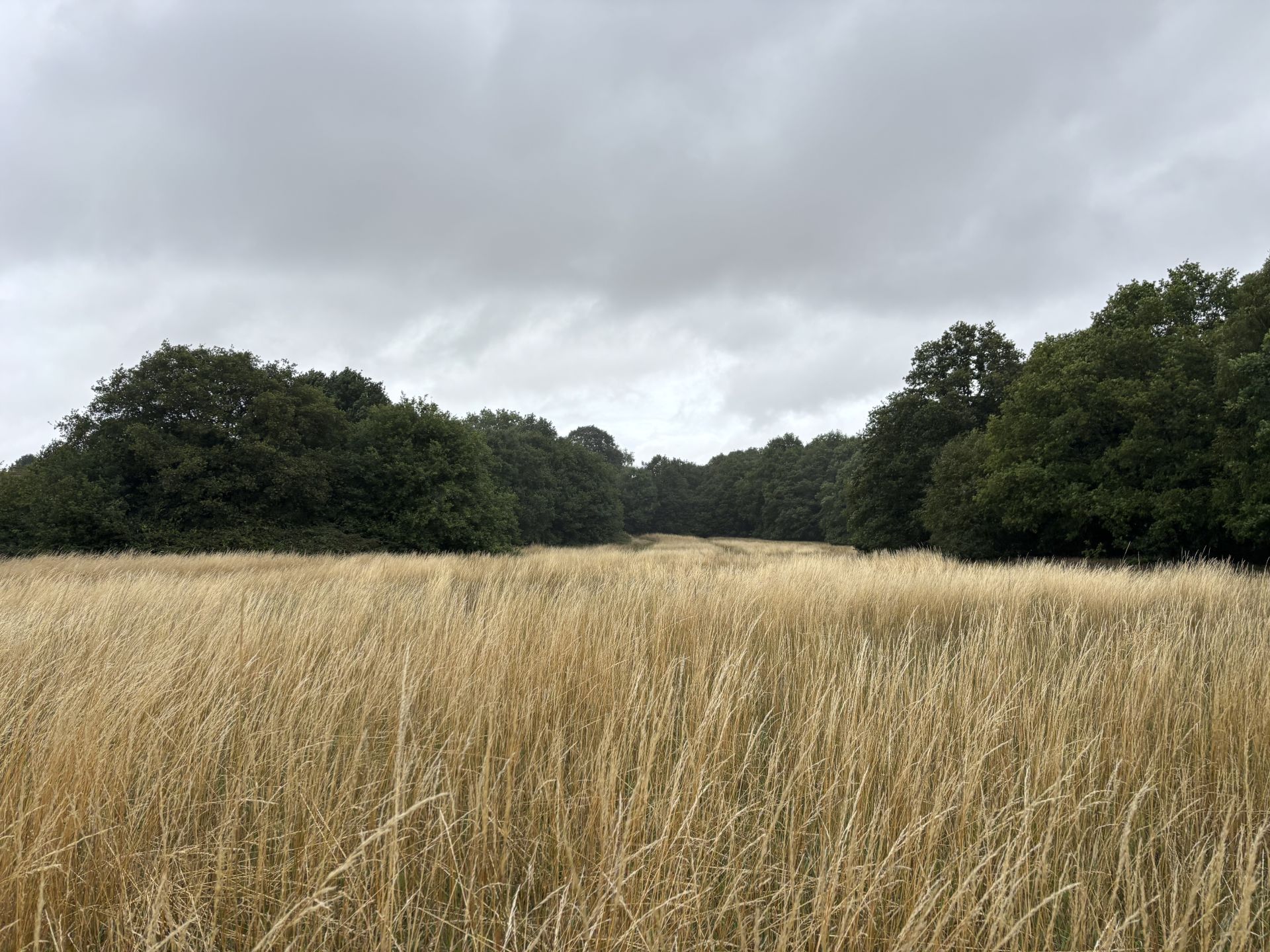 A wheat field west of Gustardwood Common